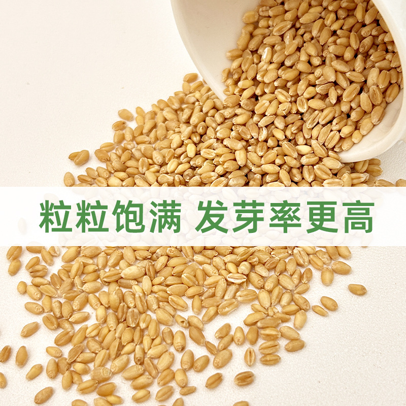 Wholesale Cat Grass Seeds Hydroponic Soilless Cat Grass Seeds Hair Removal Ball Cat Snacks Individually Packaged Seeds