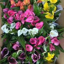 ��ɫ�R��ɏ�軨����ļ��������ϸ߶�С�������軨���������]