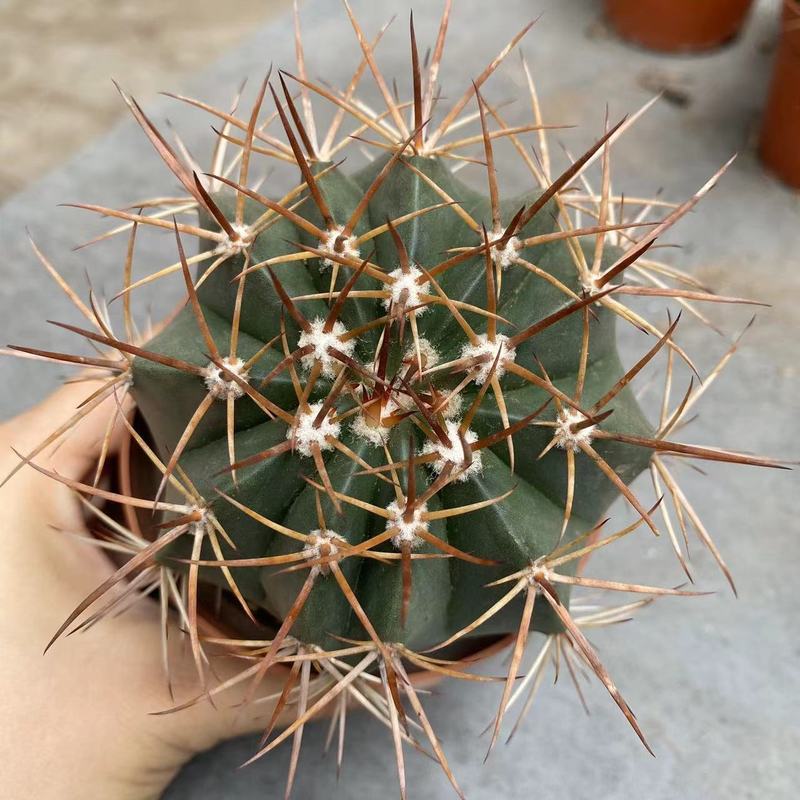 大仙人球コレクション、鉢植えの開花仙人掌、多肉植物、星兜瑞昌玉、玉龍鳳玉、玉翁|undefined
