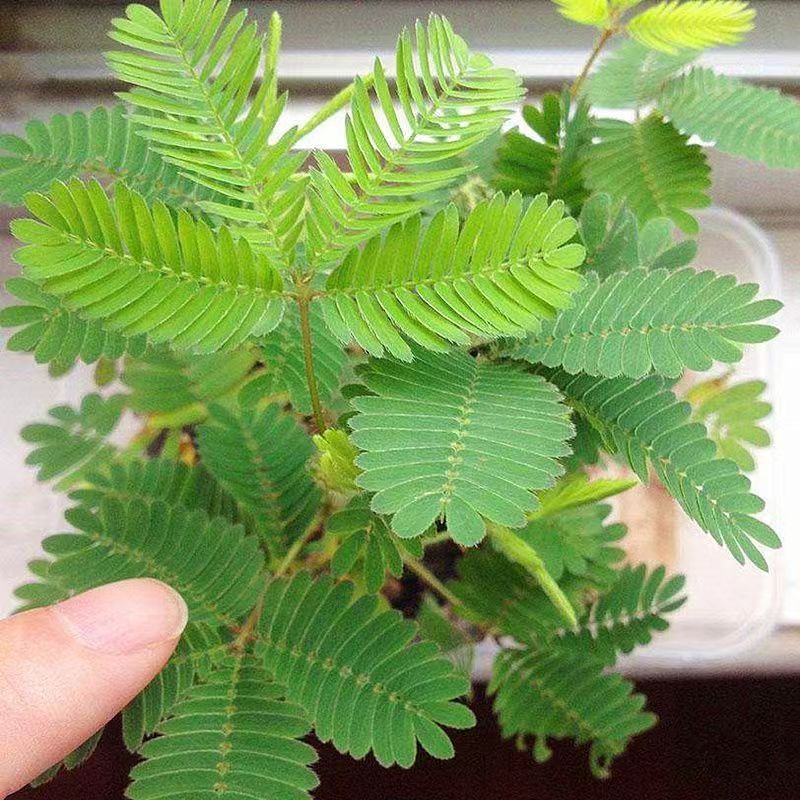四季含羞草种子小盆栽植物室内绿植草籽草种趣味害羞草花卉种籽