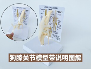 Dog Bone model simulation PVC material dog knee joint bending ligament leg bone Pet Doctor clinic decoration