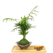 苔藓求日本袖珍椰子书桌办公室净化空气绿植小盆栽客厅