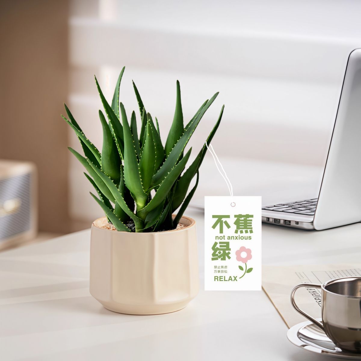 美人芦荟办公室内桌面绿植花卉盆栽防辐射净化空气植物工位好物