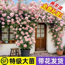 蔷薇花苗藤本月季粉色龙沙宝石爬藤植物室外庭院阳台爬墙玫瑰树苗