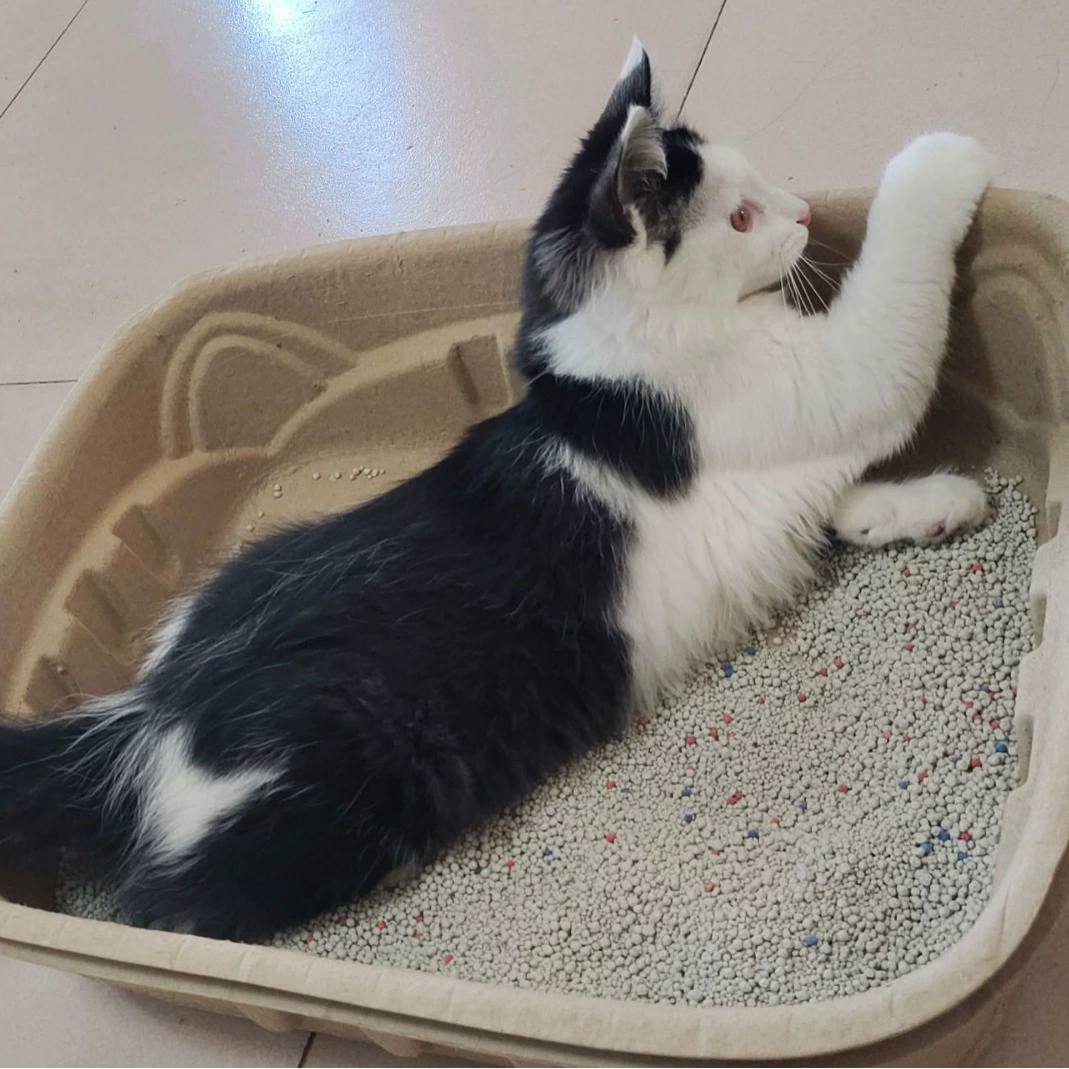 Одноразовый разлагаемый маленький портативный ежемесячный туалет для кошек