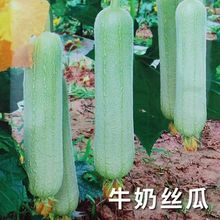 �ļ�ţ�̽z�ϷN�� ����N������߮a�˷N�����׽z���߲˷N��