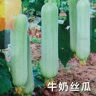 �ļ�ţ�̽z�ϷN�� ����N������߮a�˷N�����׽z���߲˷N��