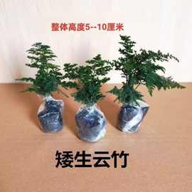 唐山矮生云竹文竹云松竹假山盆景办公室内桌面小盆栽好养绿植包邮