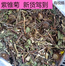 紫雏菊 500克 西藏野山紫锥菊新货干货松果菊紫锥花 紫雏菊真货好