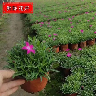 �޸����ܚWʯ���� С�^���@�G�����̿�������ʯ�� С���Wʯ����