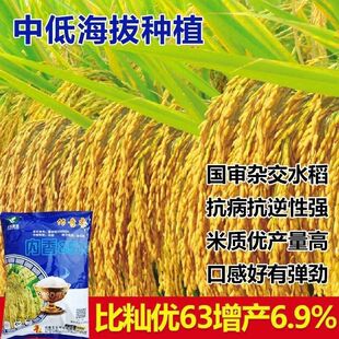 Neixiang 8518 Water and Dry Rice Seed Valley Seed Long-Capsules Fragrant Rice Seed Strong Fragrance High-Yielding Hybrid Rice Seed Valley Seed
