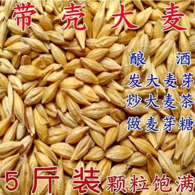 大麦农家带壳带壳粒发芽做麦芽糖可做大麦茶斤5斤一件代发批发