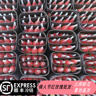 Red Rose Corolla 520 Valentine's Day Flowers Wholesale Yunnan Kunming Flowers Direct Sale Stall Group Buying