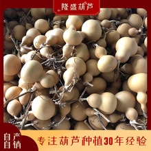 �F؛�����������JƷ���4-7���� ��ˇ���J�[�������غ��J���