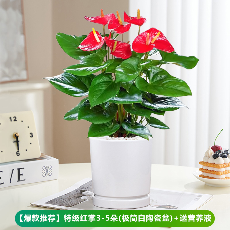 꽃이 있는 프리미엄 안스리움 [원통형 백자 화분] + 영양액