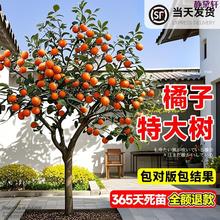 �ش�̖���Ә����Ƥ��ۘ����Ԑ���38̖�ļ���Ҋ�ҰҸ̹������