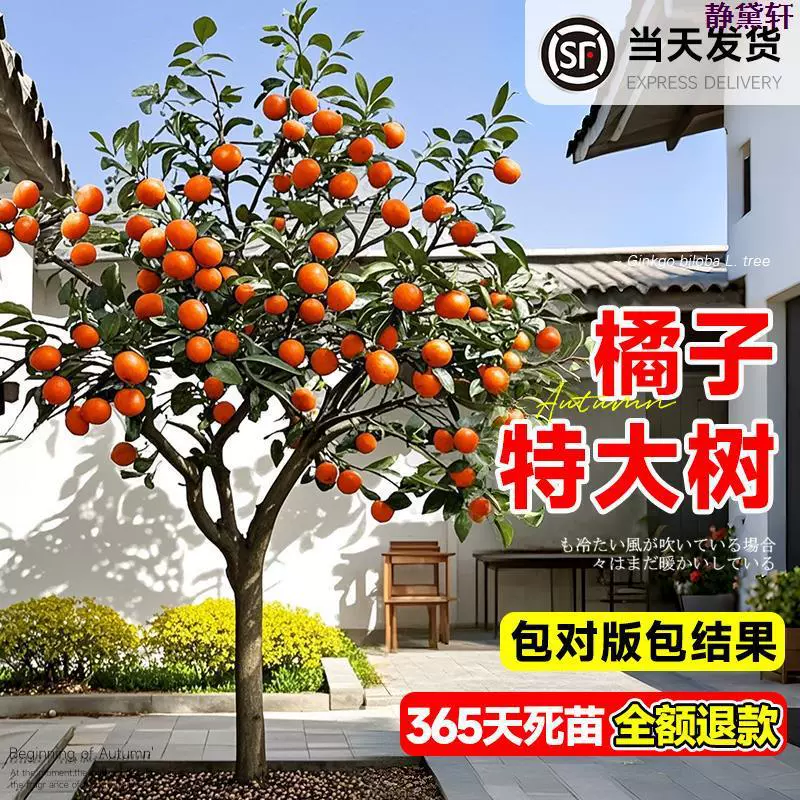 Очень большой оранжевый саженец хрустящего дерева кумкват в горшке Ehime № 38 Four Seasons Spring Мандариновый саженец фруктового дерева.
