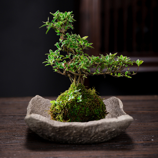 Moss ball attached with Acorus calamus brazilwood absorbent stone creative bonsai bonsai imitation stone hydroponic flower pot ceramic