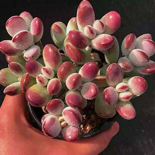 Succulent Plant Ping Pong Fu Niang Succulent Explosive Pot Group Multi-Headed Cute Meaty Plant Ping Pong Fu Niang Brocade Florals and Green Plants