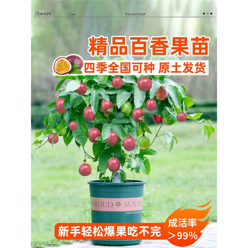 黄金百香果树果苗四季结果特大爬藤南方庭院水果盆栽种植苗好养活