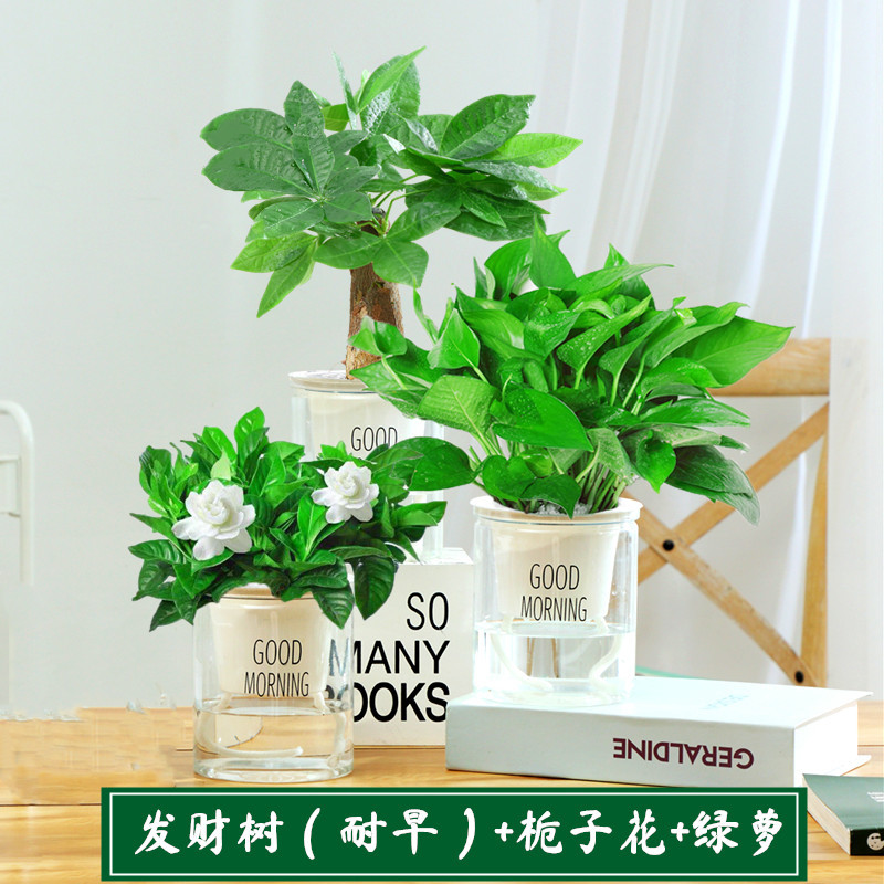 [꽃조합] 머니트리 + 치자나무 + 포토스 + 영양액