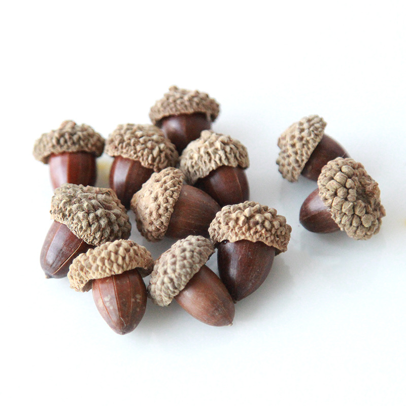 Quả sồi (20g mỗi túi, khoảng 8-10 miếng)