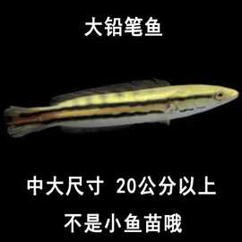 大铅笔鱼雷龙活鱼小盾鳢多曼大型凶猛肉食混养热带观赏鱼鱼苗