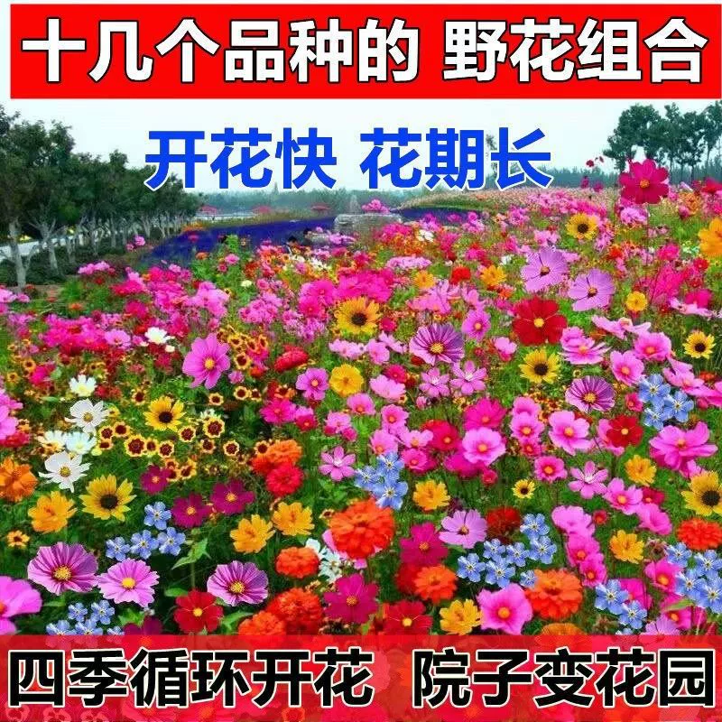 Комбинация цветов Комбинация диких цветов Четыре сезона Цветущие ленивые люди Хорошее повышение Озеленение Дорога Цветок Море Jingguang Община Открытый двор