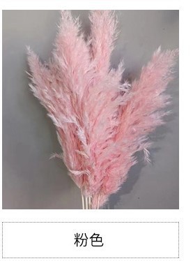 5 개의 큰 핑크 갈대