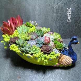 Large Peacock-Shaped Succulent Flower Pot, Creative Personalized Combination Pot, Succulent Large-Diameter Platter Resin Flower Pot