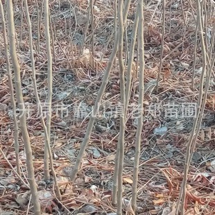Wholesale of Large Flat Apricots from the Origin, Northeastern Liaoning Large Flat Apricot Tree Seedlings Grafted with Mountain Apricots and Flat Apricots, Small Saplings, Large Quantity and Favorable Price