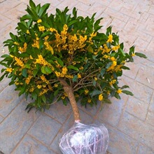 �������Ի��ܝ������ļ�����ͥԺ�𻨘����̨�҃���Gֲ�辰