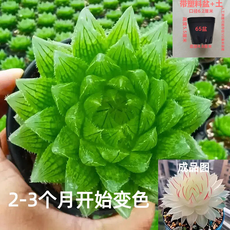 점주 추천 : 백사 뱀 옥 이슬 4-5cm