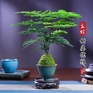 Hydroponic Plants, Moss Balls, Asparagus Potted Plants, Indoor Water-Grown Green Plants, Purifying Air, Absorbing Formaldehyde, Evergreen All Year Round
