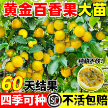 �����������S�����9̖���������ϱ���ͥԺ�޽���Nֲ�ļ��Y��