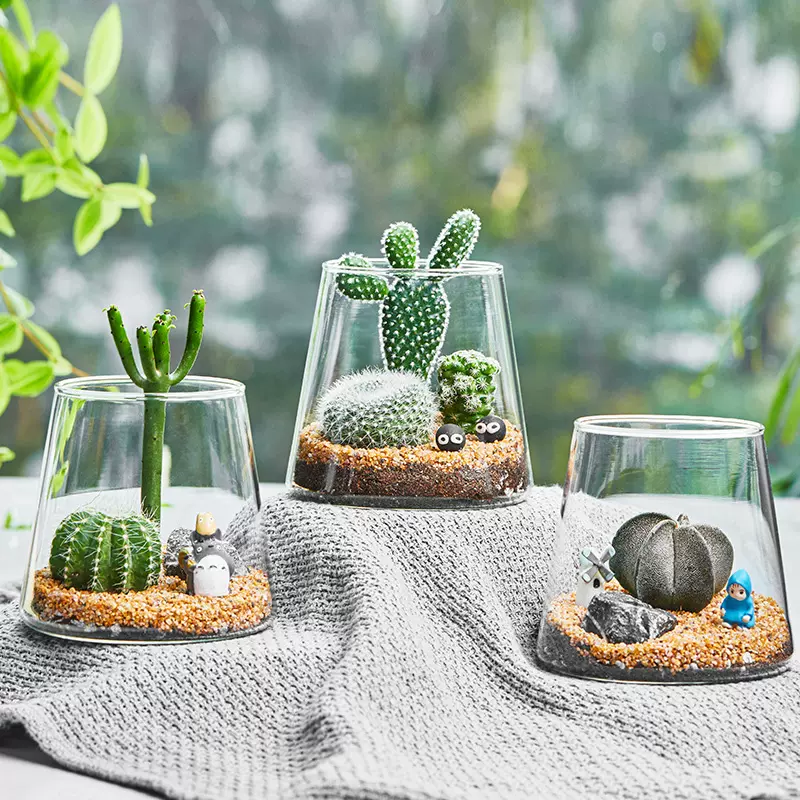 水培植物生态瓶器皿简约加厚摆件好养微景观简约高硼硅玻璃微景观