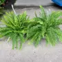 蕨类植物盆栽空气吊兰