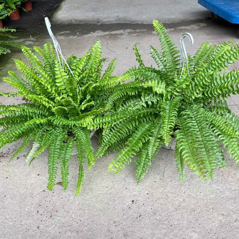 Boston Fern Potted Fern Hanging Spider Plant Indoor Air Purifying Formaldehyde Absorbing Shade-Resistant Easy to Grow Foliage Green Plant Boston Fern Potted Fern Hanging Spider Plant Indoor Air Purifying Formaldehyde Absorbing Shade-Resistant Easy to Grow Foliage Green Plant