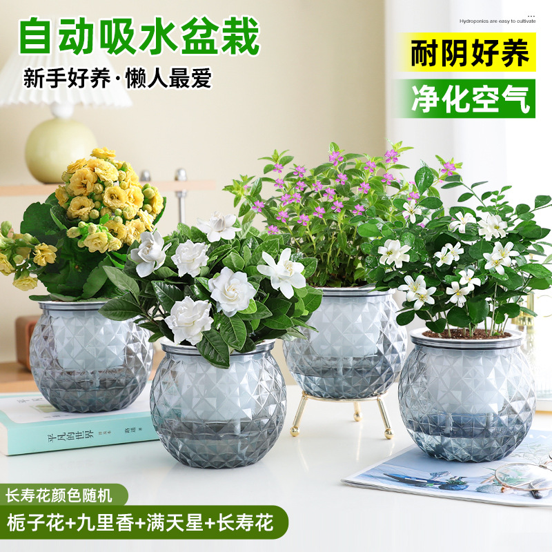 [꽃 4화분] 치자나무 + 구리향 + 아기숨결 + 칼라비나