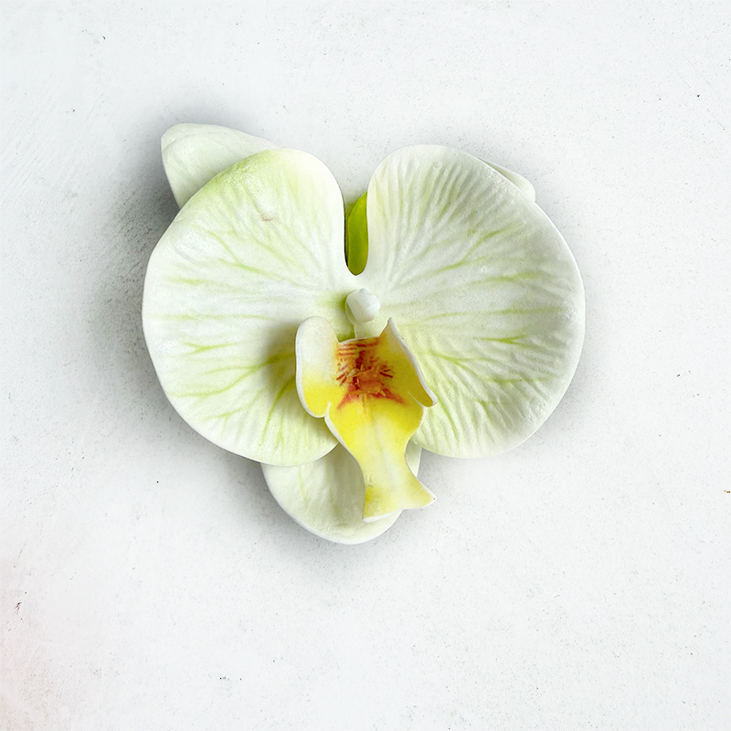 중간 에바 호접란-흰색과 녹색