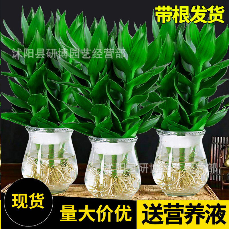 Guanyin Bamboo Rich Bamboo Hydroponic Plants with Roots Flowers Green Plants Pothos Indoor Potted Plants Transfer Bamboo Water to Grow Well Guanyin Bamboo Rich Bamboo Hydroponic Plants with Roots Flowers Green Plants Pothos Indoor Potted Plants Transfer Bamboo Water to Grow Well