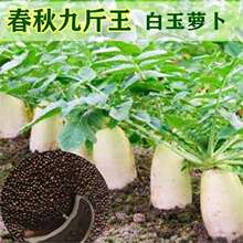 �����ڡ������ϰ��}���N�Ӹ߮a���������ﶬ��ˮ���}��ֲ�߲˷N��