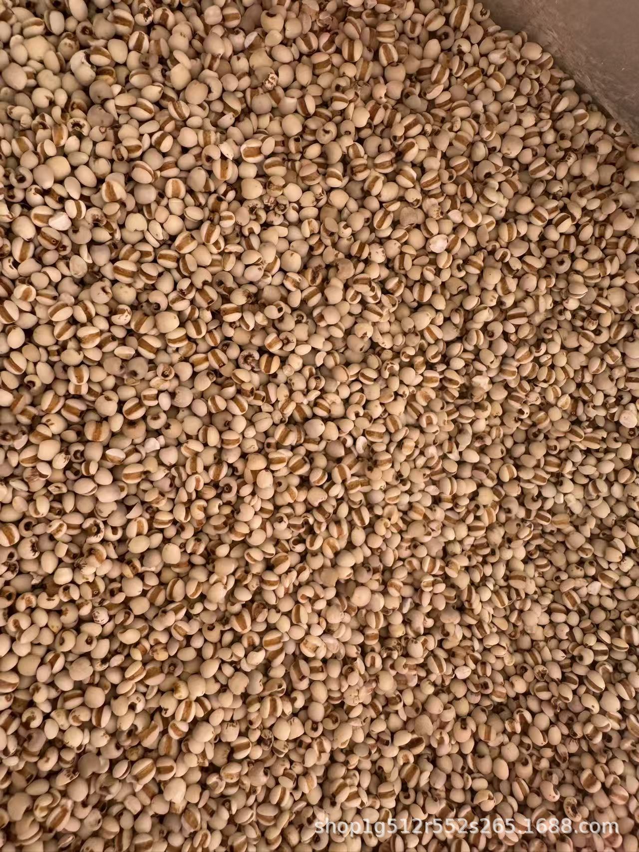 Coix Seed Yi Yi Ren 1000g Dried Job's Tears Whole Grain for Cooking and Herbal Soup in use