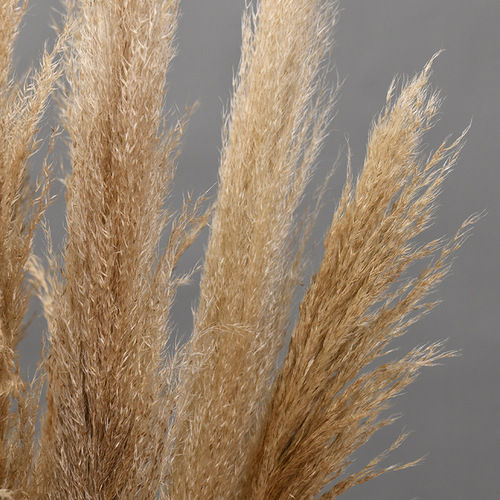 Seed-bearing reed, Phragmites dry flowers, autumn and winter decorations, wedding celebration, real flowers, photography, leisure restaurant, landscape