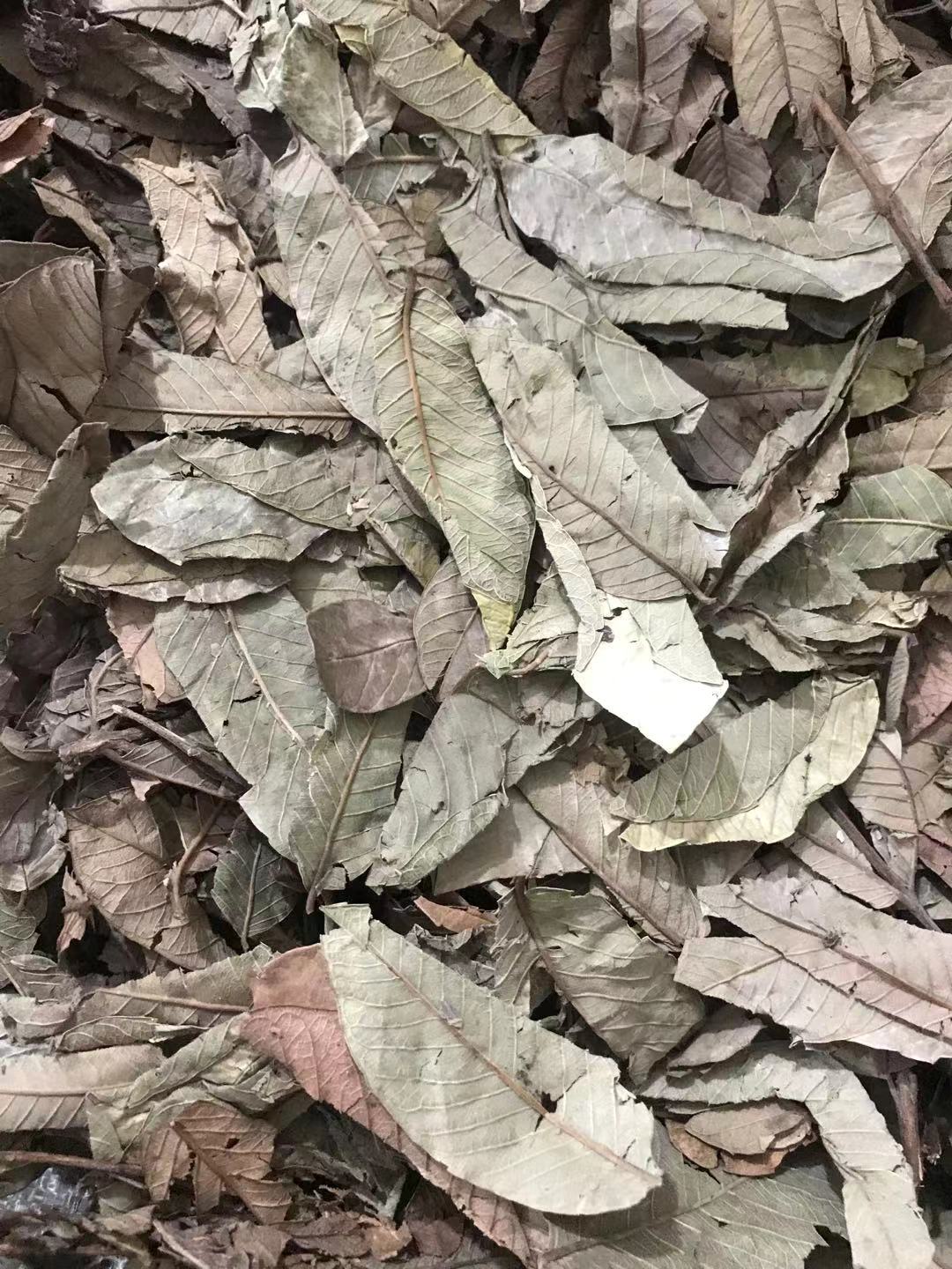 Guava Leaf Tea 番石榴叶 Fan Shi Liu Ye Dried Herbal Tea Leaves 500g for Daily Brew in use