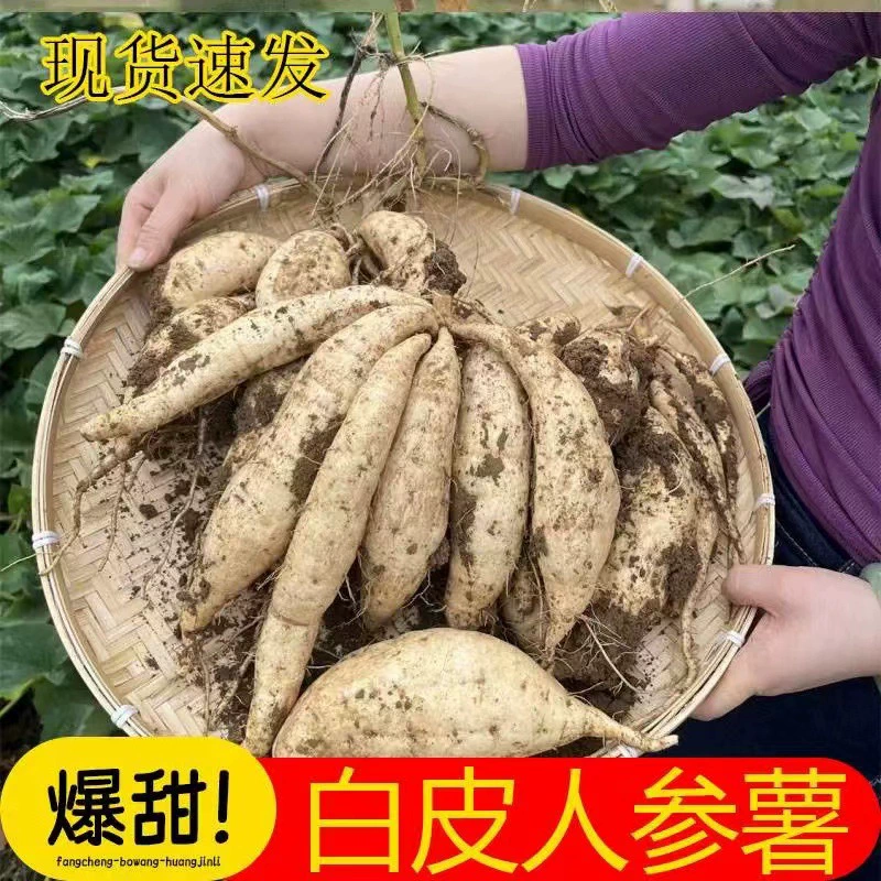 Белокожий белокожий молочный женьшень, сладкий картофель, медовый сладкий картофель, красный сладкий картофель, свежий плотный, приготовленный на пару, запеченный арбуз, красный сладкий картофель с медом.