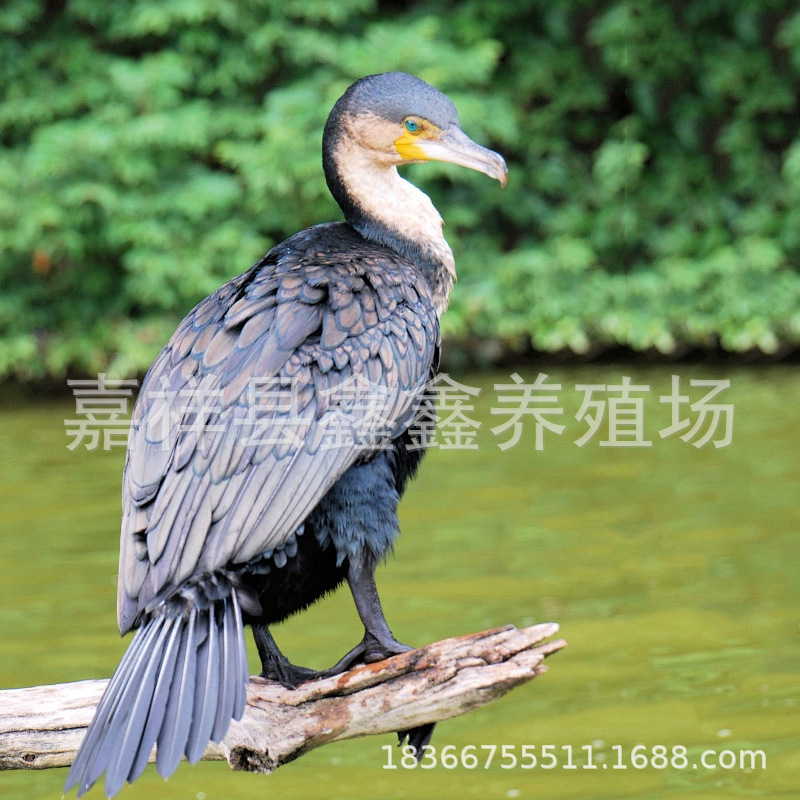 景区观赏鱼鹰 人工养殖活体出售擅长捕鱼的鱼鹰苗 特种珍禽活体