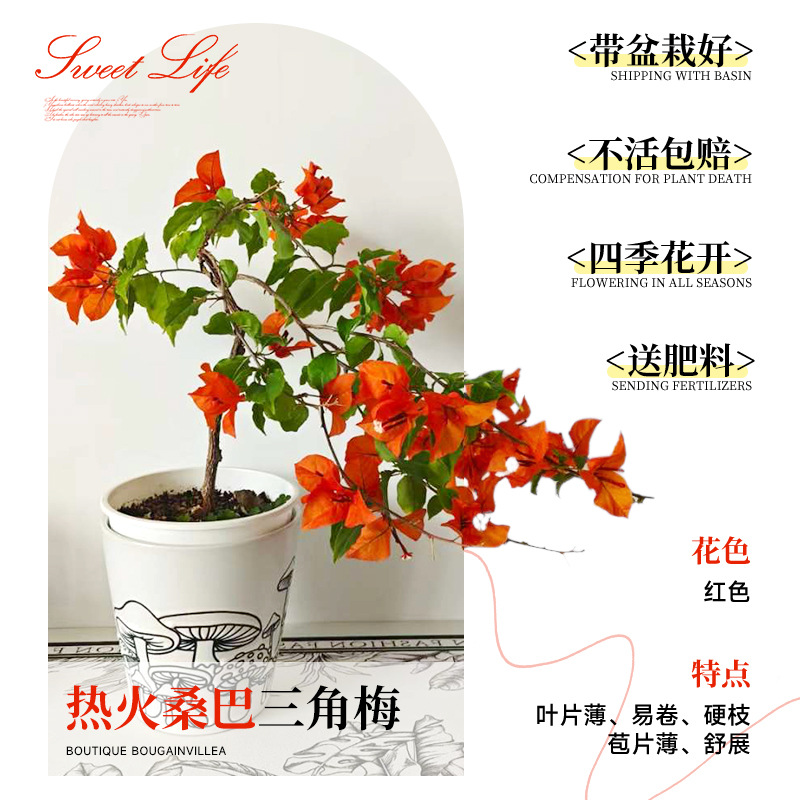 [꽃과 함께 배송되며 수령 즉시 즐겨보세요] 히트 삼바 부겐빌레아 40-50cm