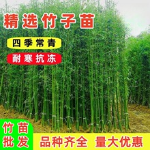 竹子苗庭院四季常青竹苗刚竹青竹紫竹罗汉竹金镶玉苗耐寒围墙树苗