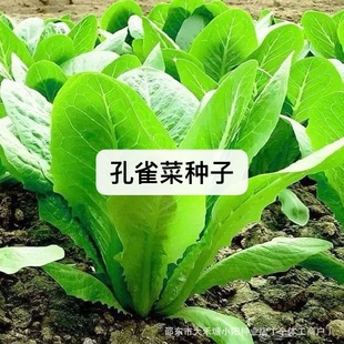 ��������˷N���ͳ�̦�N���̨�����ļ����߲˿������ЙC���˷N��